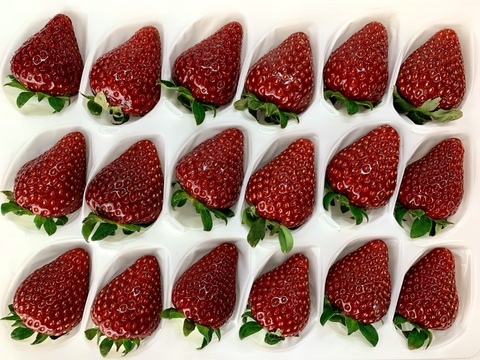 【とても稀少な黒いちご】「満天☆青空レストラン」で紹介された特選食材です！軽井沢高原プレミアムいちご（真紅の美鈴）・化学農薬を限界まで抑えたこだわりの当園独自農法★15粒または18粒入り【贈答用】