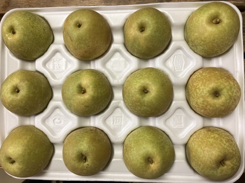 【鳥取県産】甘太　梨　約3kg