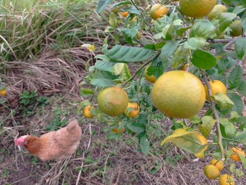 数量限定！希少品種の赤れもん(３kg)✿果皮や果肉が赤い珍しい国産レモンです🍋