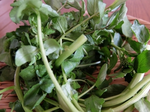 妙高の自然が育てた貴重な自生クレソン 100グラム