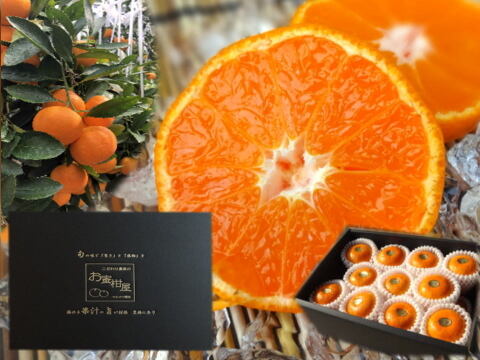 【夏ギフト】【お中元】とろける甘さのハウスみかん！薄皮で果汁たっぷり！冷やしてやみつき！ネットで話題のブランドみかん「蜜ツ星（みつぼし）」　黒化粧箱(大)　Мサイズ　秀品　２１玉入　【商品番号08】