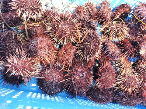 幻の高級赤ウニ【殻付き】