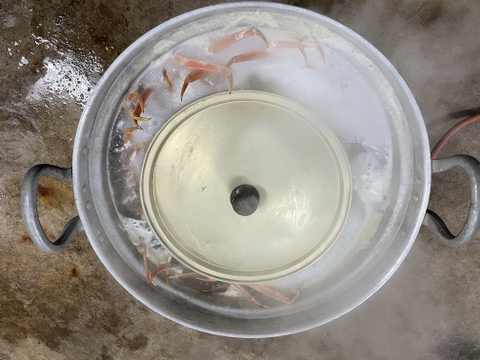 ⭐️ついに販売開始‼️宮内庁御用達の三国港の【越前蟹】冬の王者ブランドの黄色のタグ
※蟹では日本で初めての水産省の地理的表示G1認定の表示、
歴史・格式・品質保証が揃った一杯［茹で蟹]　数量限定、