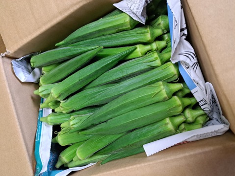 朝採れたて詰め放題！【沖縄県石垣島産】角オクラ　1800g (約180本前後入)