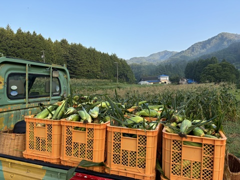 高原とうもろこしジェラート【６個入】