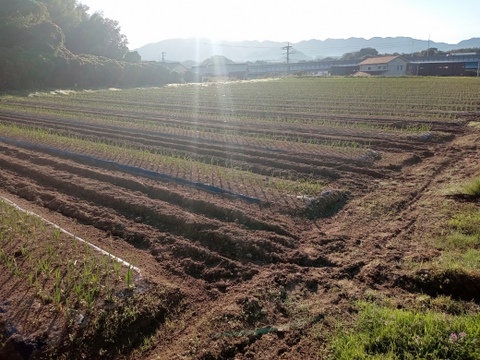 甘くて美味しい黒にんにく120ｇ×4パック