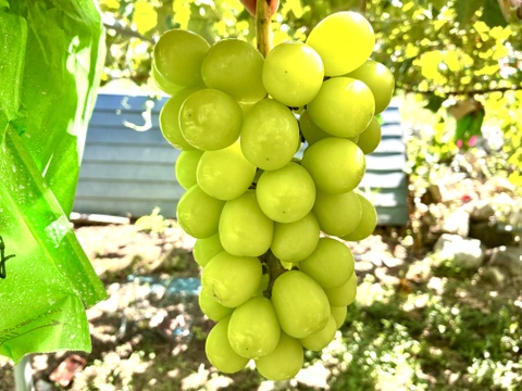 限定1点ﾓﾉ！:特大ビッグサイズ1房700g！☆山梨県産シャインマスカット贈答　ギフト　家庭用にも　予約No.14