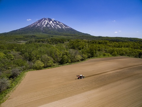 夏の食卓をバジルの香りでいっぱいに！！有機スイートバジルたっぷり３００ｇ