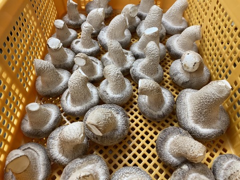 新鮮!!肉厚椎茸♪「マツシー」170g×4袋