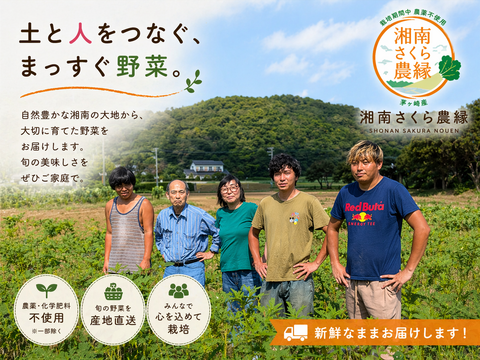 【6月限定3セット　500円引き　60サイズ】神奈川県産　茎ブロッコリー（スティックセニョール）