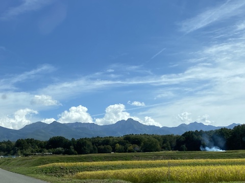 【通年農薬完全不使用】国産韓国唐辛子（赤と青混合） 500g
生ですが、乾燥まではなっていません。