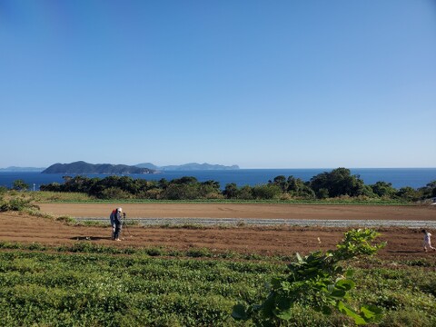 紅はるか ねっとり甘い島の熟成さつまいも 五島産 ２kg