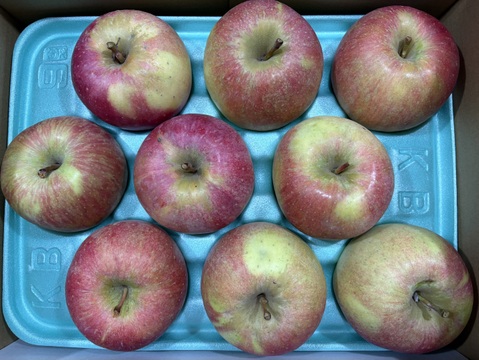 すぐに発送🚚訳ありご家庭用🍎北斗🍎3kg 希少品種 果汁溢れる甘いりんご✨低農薬で皮ごと安心！ 特別栽培認証取得