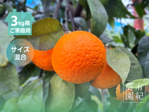しっかり甘いのにさっぱり🍊ご家庭用 南津海【サイズ混合・3kg箱】