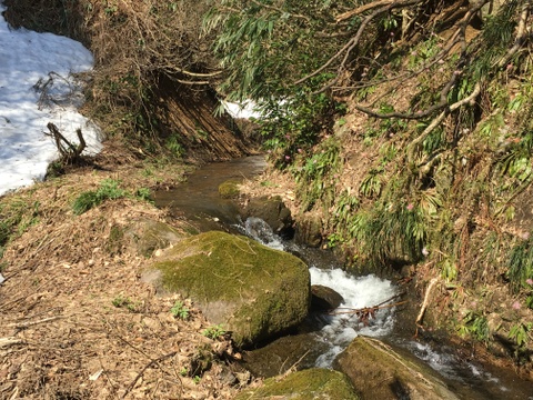 えっ？亀ノ尾？天然水で育てた「亀ノ尾」棚田米　5ｋｇ　令和4年度産米