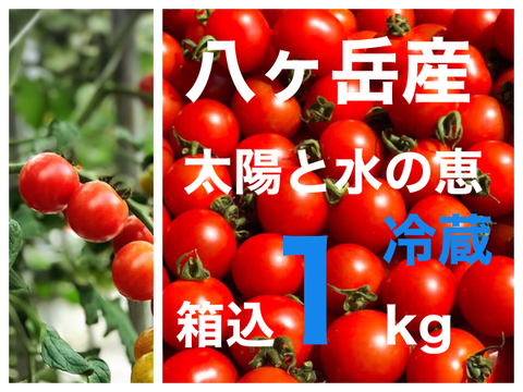 (クール便)パクパク ミニトマト 箱込約1kg 味濃いめ 八ヶ岳産 遠方、不在がち、贈答用にオススメ 品質保証あり