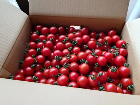 フルーツトマト【ピッコラルージュ】1kg/箱・海藻肥料アルギットによる高糖度と抜群の旨味