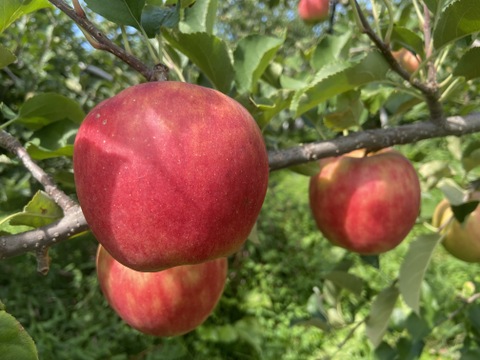 近日中発送！家庭用 希少りんご！シナノドルチェ 約3kg 信州りんご