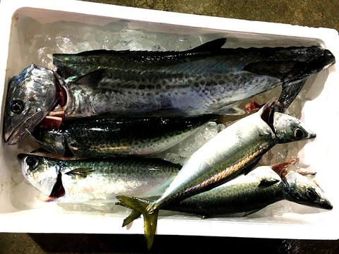 【最も魚にやさしい一本釣り漁】で水揚げしたサワラ中心の鮮魚セット（3～5キロ入）