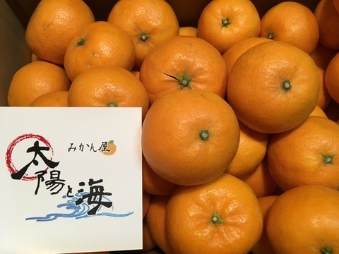 愛媛みかん☆はれひめ☆ご家庭用☆大玉サイズ☆5kg