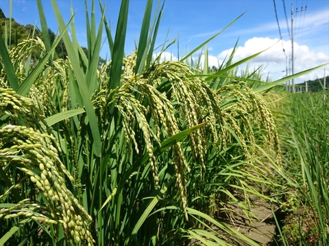 つきあかり玄米10㎏ 令和5年 神石高原町産 肌のうるおいを保つ「グルコシルセラミド」を豊富に含む美容米！