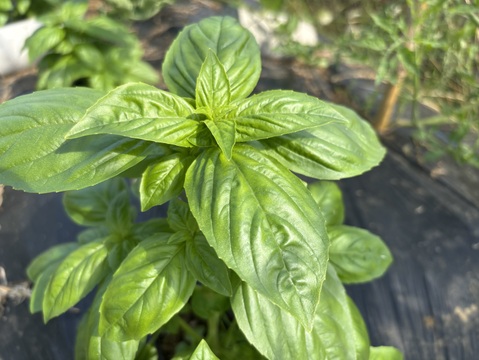 自然栽培 丹沢山麓の固定種・在来種野菜Lセット　80〜100サイズ9〜10品種農薬・化学肥料・動物性肥料は一切不使用 菌ちゃん農法