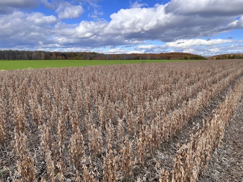 小粒大豆ユキシズカ 4kg 納豆向き！ 北海道十勝本別町 2025年産 オーガニック