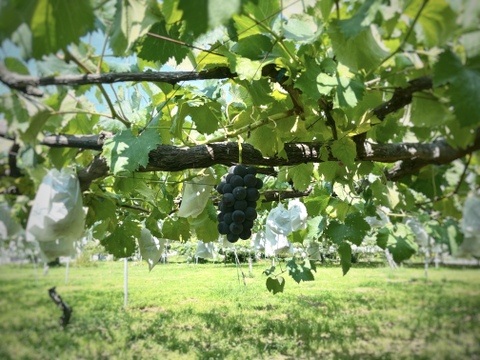 甘みと程よい酸味！種なし巨峰2kg【長野産】【9月上旬頃〜順に発送】