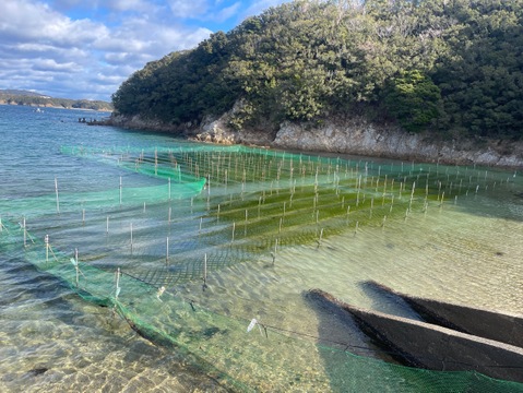お料理好きな方に是非【2024新物】春あおさ＆佃煮チャレンジ セット