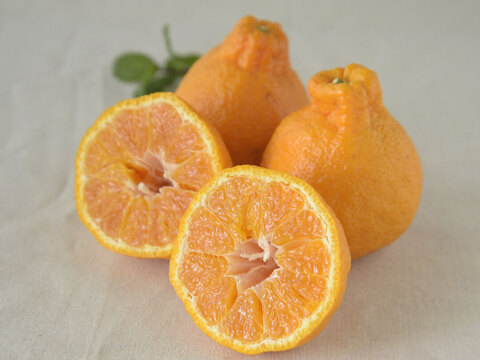 【先着5名様限定】伊藤農園 認定農家さんの完熟 木成り 特選不知火(デコポン同品種) 大玉12個入【2月中旬より発送予定】322-kmd12