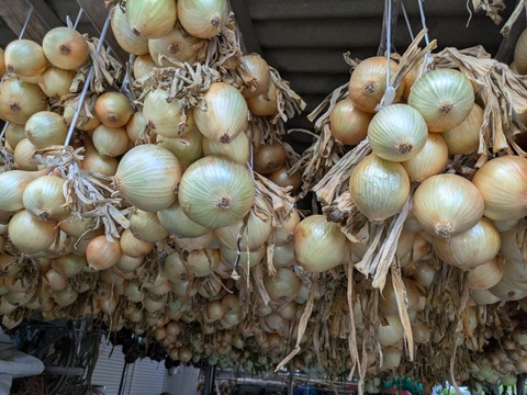 【玄海丸】皮むき白玉ねぎ　福岡産　1.9kg