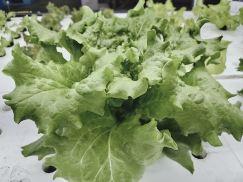 農薬、化学肥料不使用　子供も食べやすいバタビアレタス