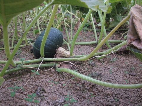 【北海道産】ホクホクのあま～い南瓜　箱込み4.5キロ　３玉