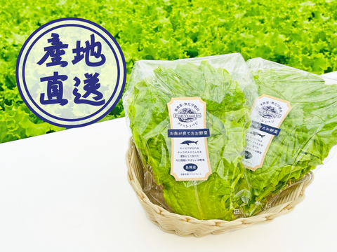 新鮮！採れたて！サンチュ 60g×2　化学肥料/農薬不使用だから安心して食べられる【FISH VEGGIES】