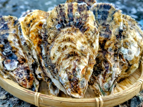 【今が旬！身入り◎】京丹後・久美浜産　殻付き牡蠣［加熱用］　4ｋｇ（40~55個前後）