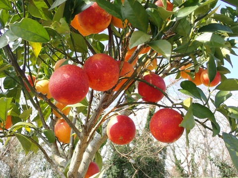見た目は悪くても農薬は使わんモン！熊本の完熟ブラッドオレンジ4kg　　　　　　　　　　　　　　　　　　　　　　　　（化学肥料不使用／農薬不使用）