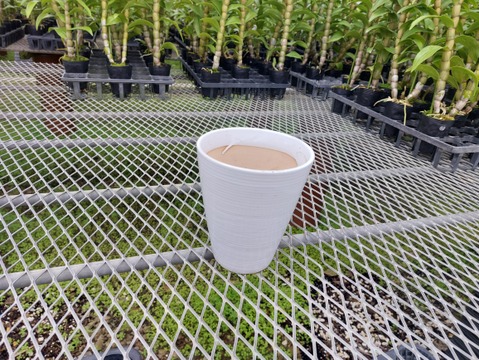 【母の日ギフト】 かわいい贈り物♡ 夏の蘭“フォーミディブル”3本立