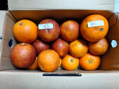 【食べチョクに初販売　初売り記念で通常2400円を1920円で】ブラッドオレンジ　家庭用2.5箱㎏　2026年3月末の出荷まで