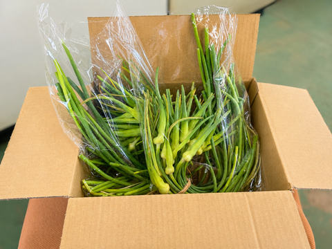 【朝採れ発送】にんにくの芽 500g｜茨城県境町産｜大きさ無選別｜農薬・除草剤：栽培期間中不使用