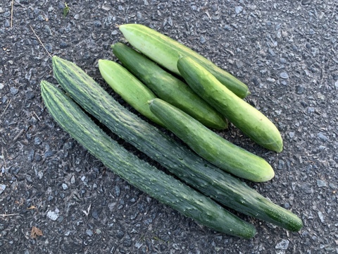 【自然栽培】ズッキーニ＋きゅうり 固定種セット 4kg以上★農薬・肥料不使用