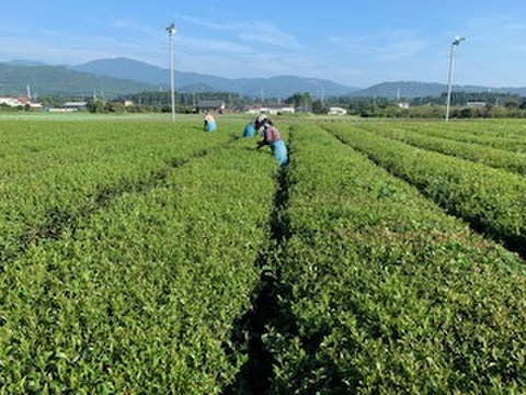 急須を使わずお茶丸ごと！　ORGANIC臼挽茶選 【熨斗 対応】