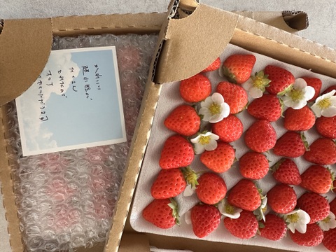 子どもが喜ぶ夏イチゴ☆農園おすすめの超小粒☆(2026年 夏秋お届け)