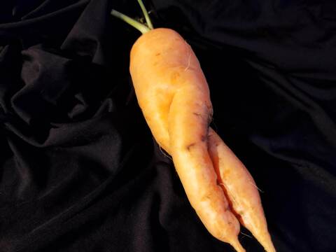 【お得】黒田五寸人参B品〈農薬等、肥料も不使用栽培〉5キロ