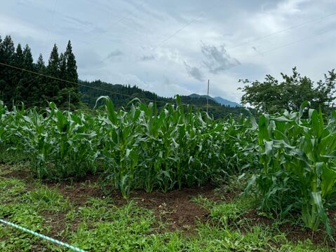 甘さ、サイズともに名前の通り【おおもの】5本