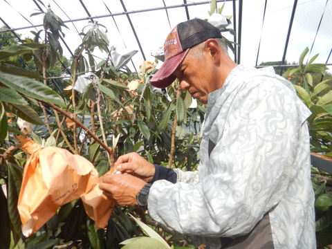 採りたて新鮮が一番美味しい！甘さ濃～い！長崎産露地びわ「千々（ちぢ）んびわ」　　食べきり６００ｇ箱（１２玉）にてお届け