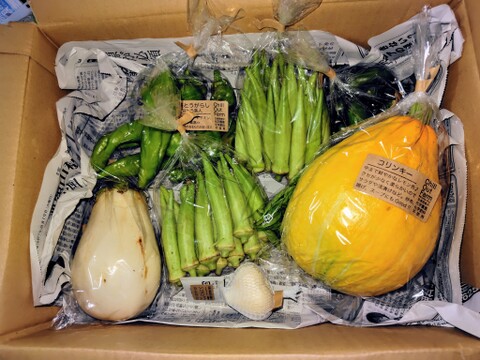 【贈り物にも！】菊芋入り/彩り豊かな野菜の秋冬野菜10種類前後/めずらしい野菜も入ってるかも？【農薬・化学肥料不使用】