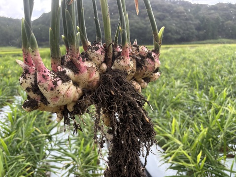 R7【四万十町産】R7.10月収穫4㎏（洗い生姜、土佐一生姜)