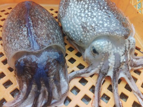 🦑生出荷コウイカ 4kg（約5-8杯）🌊定置網スミイカ✨刺身・寿司ネタに！日時指定不可📦🍣 寿司ネタ・刺し身・イカ焼きに最適！🚫 日時指定不可｜キロ数バリエーション有📏🌊 墨イカ朝獲れ