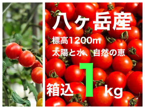 コクトマ! こくがあって味濃いめ 箱込約1kg 八ヶ岳産ミニトマト 調味料なくてもおいしい! 人気NO.1