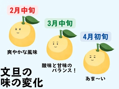2027年予約【土佐文旦家庭用大玉6玉4-5L】数量限定！日本で一番みかんと暮らしてる私たちにお任せください！